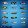Legendary Fishing (bontatlan)